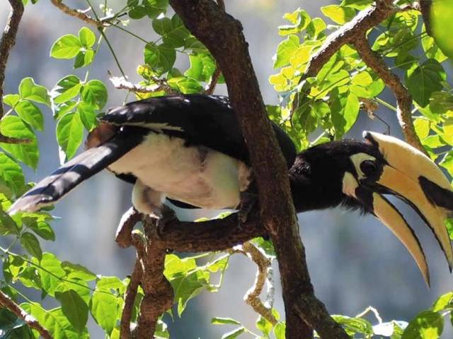 Hornbills